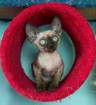 Kocurek Fuks Devon Rex