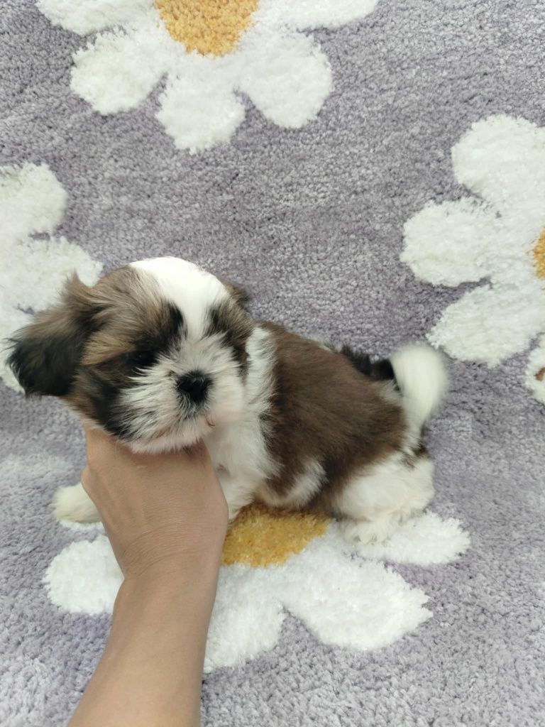 Piękna suczka shih TZU gotowa do odbioru