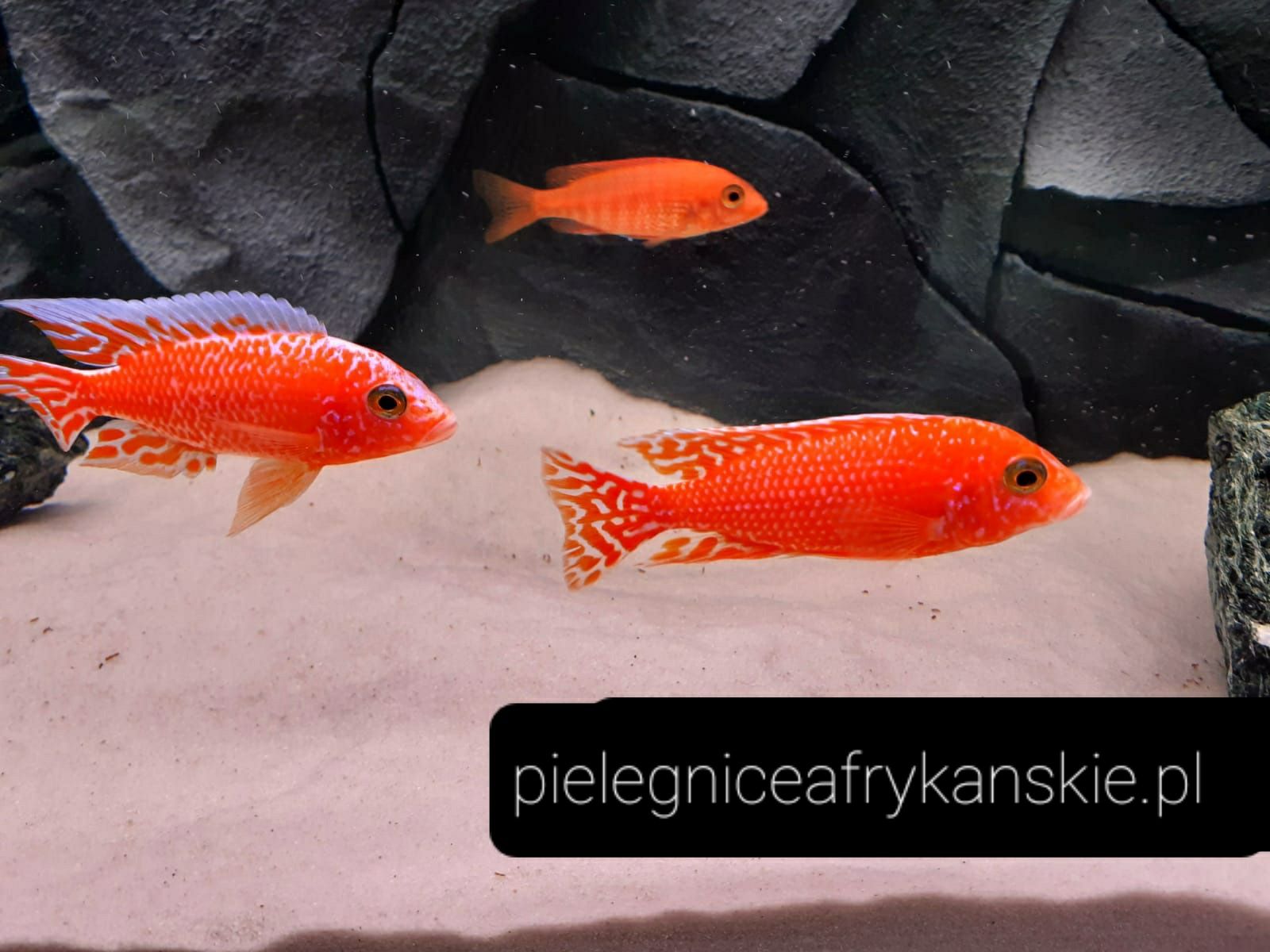 Aulonocara fire fish.Pyszczaki z Malawi. Wysyłka.