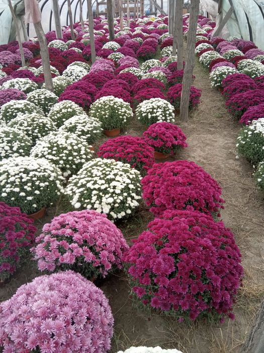 Chryzantemy drobnokwiatowe