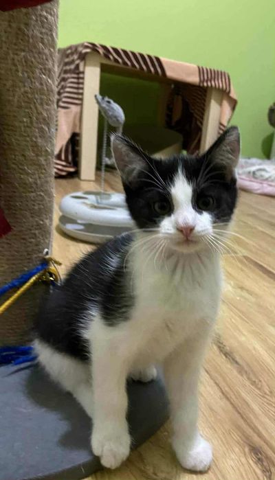 Kotki rodzeństwo szuka domu