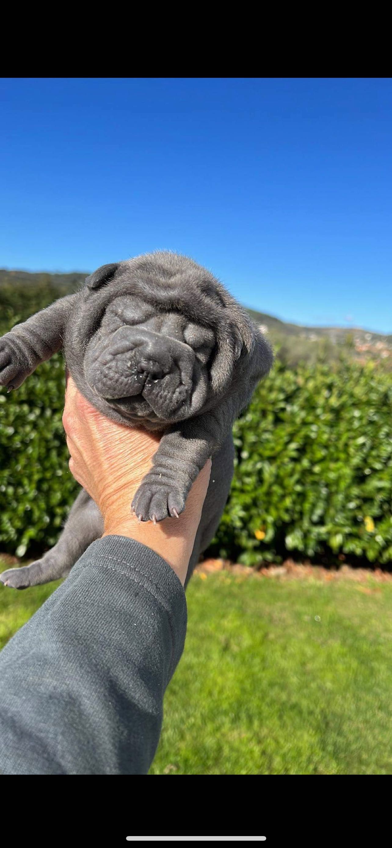 Sharpei cinza Lindo!Top