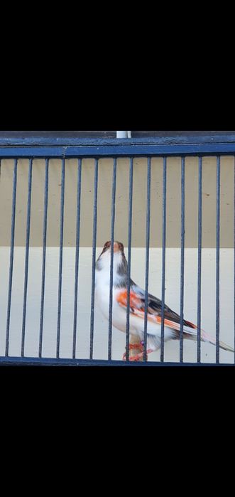 Canários mosaicos vermelhos e Arlequins português