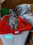 3 gatinhos bebés para adoção