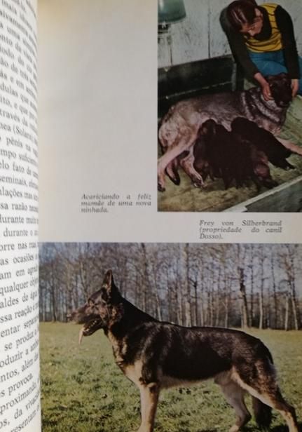 O Cão Pastor Alemão.