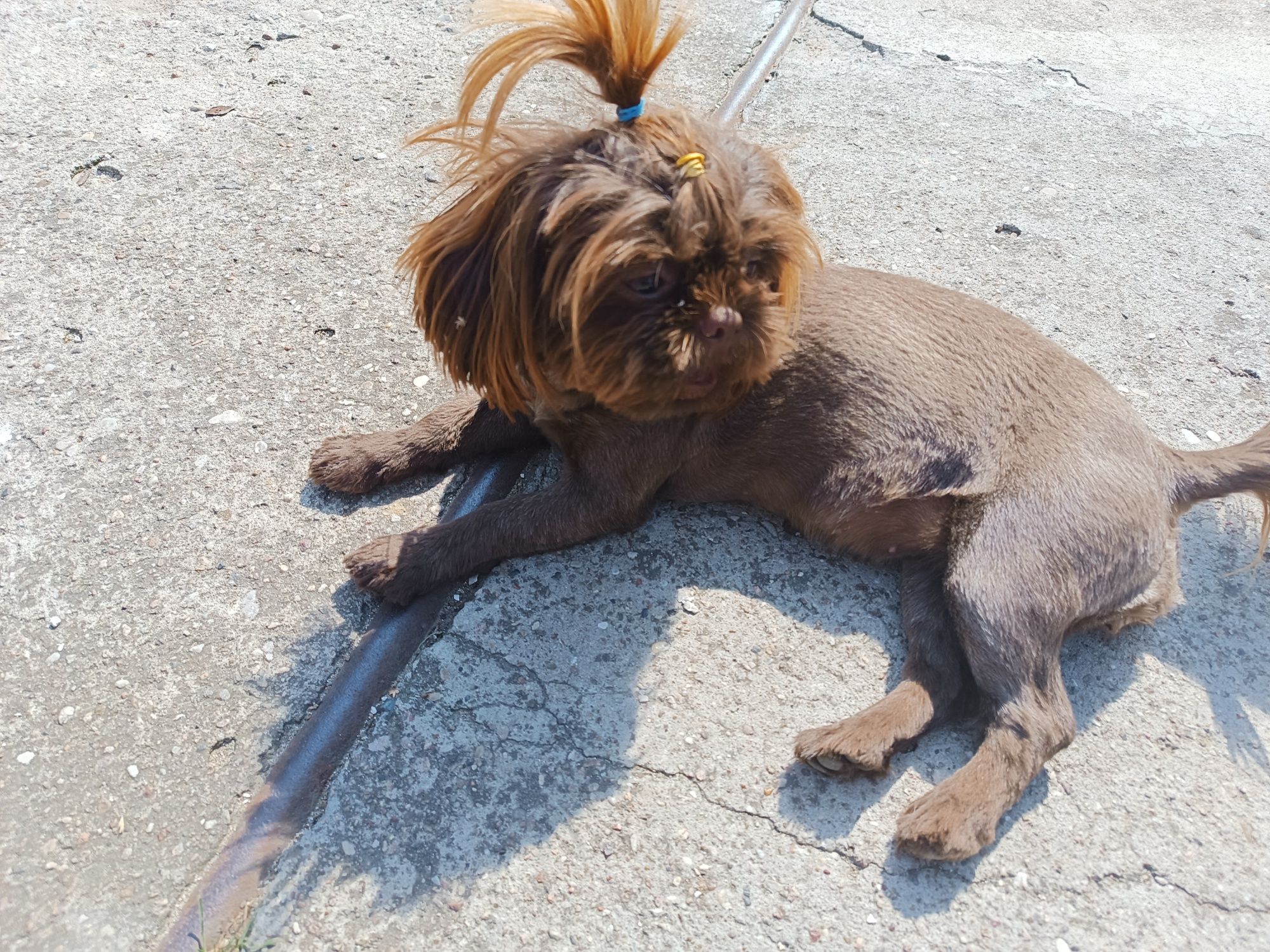 Dorosła czekoladowa sunia shih tzu. Rodowód!