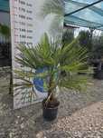 Trachycarpus Fortunei – Palma Ogrodowa Mrozoodporna   120 - 130 cm