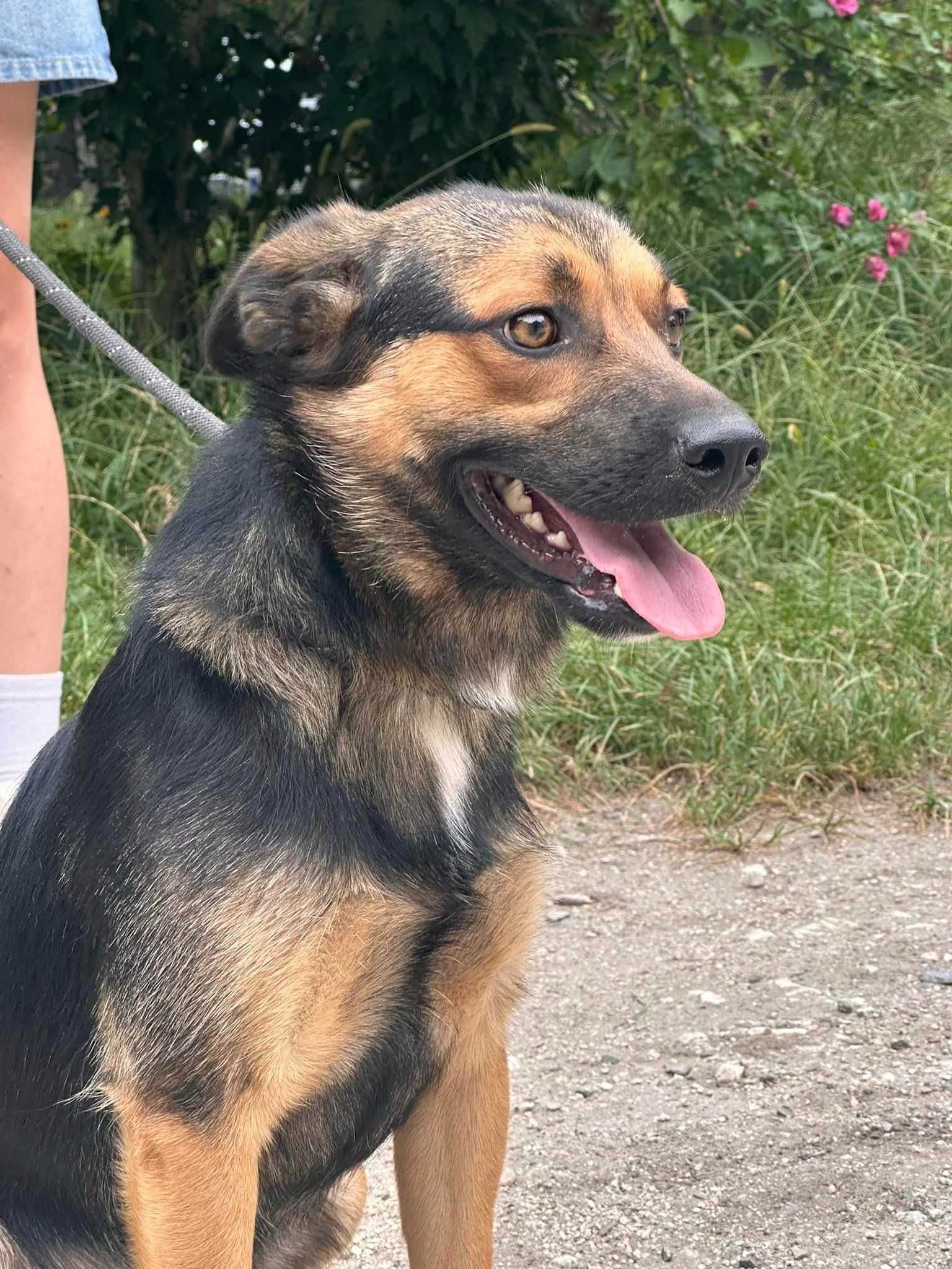 Malcolm - psiak do adopcji