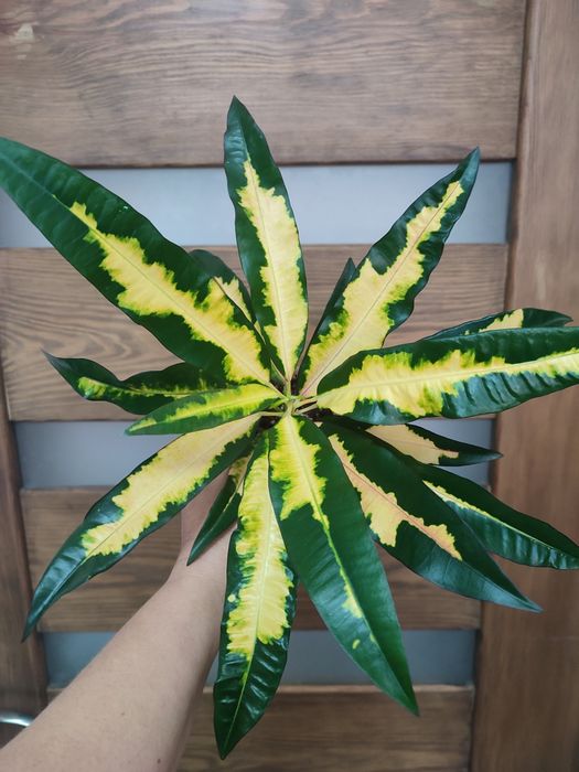 Кротони з домашньої колекції