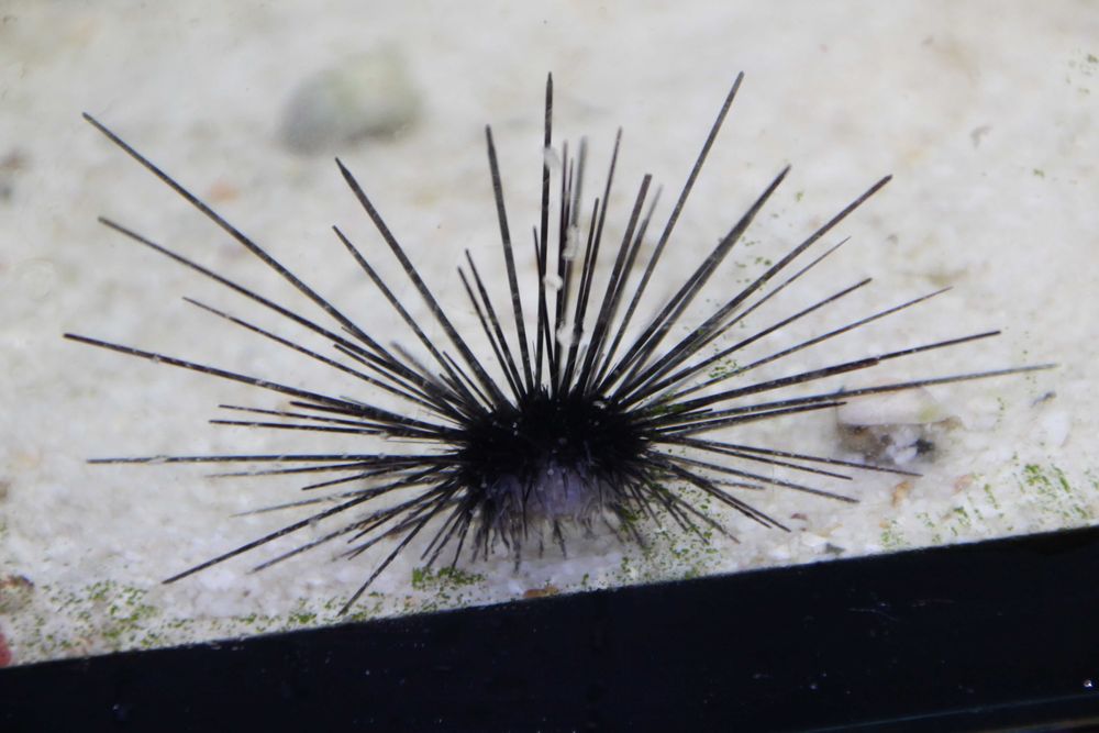 Jeżowiec Diadema Urchi. Morskie