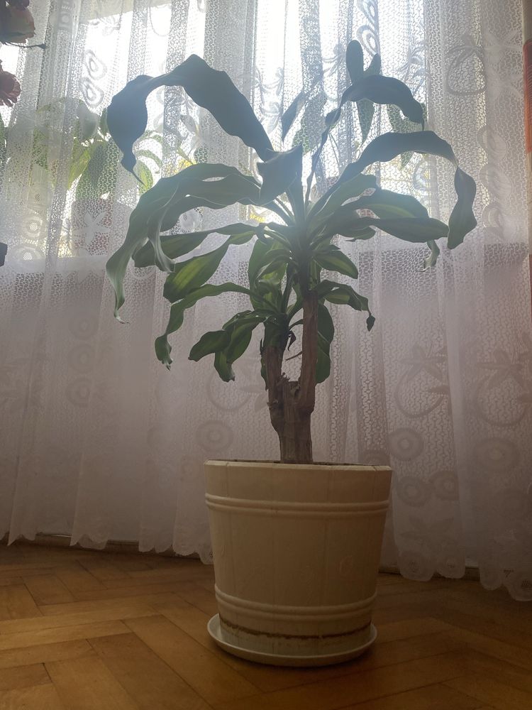Dracena wonna w doniczce