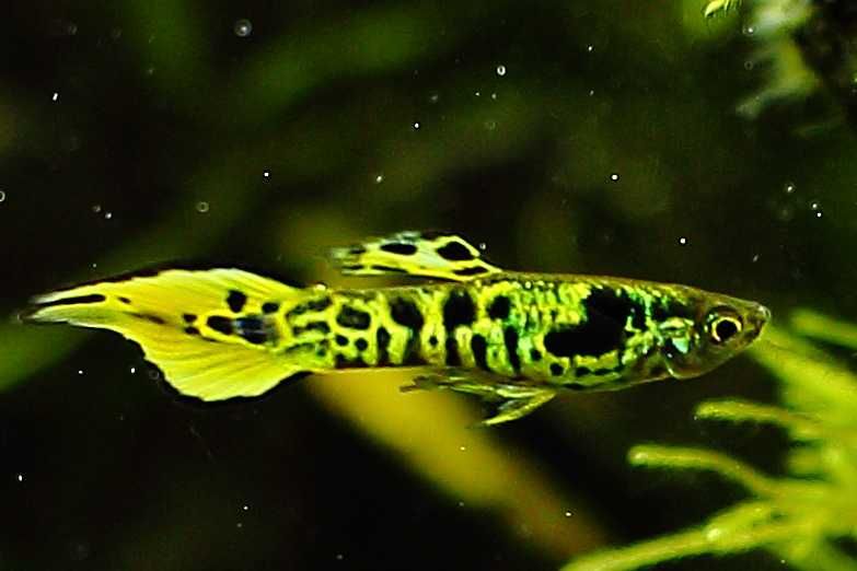 MISIEKZOO Żyworódki - Gupik Endler Tiger tylko  6 zł