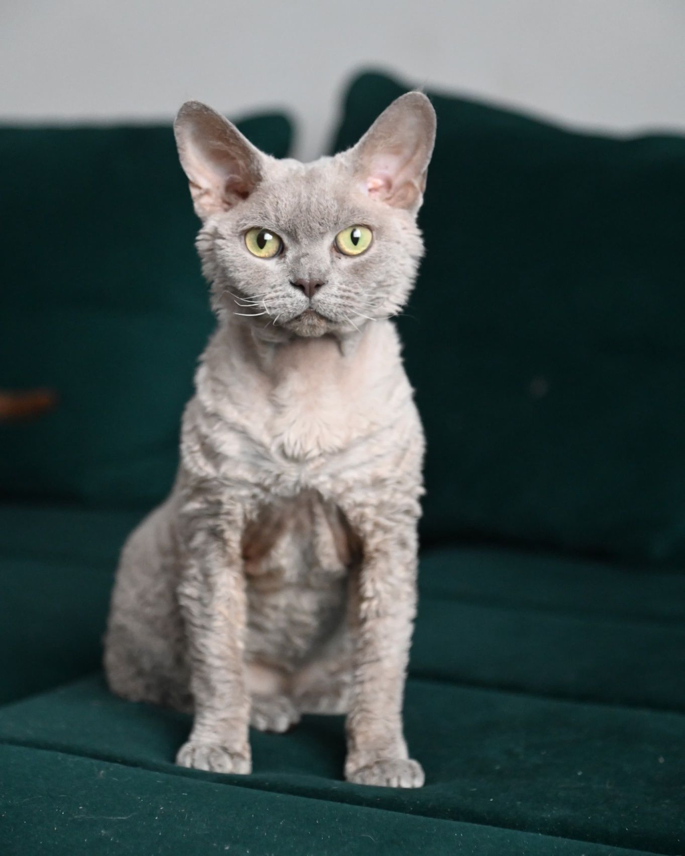 Reproduktor Krycie Kocur Devon Rex grupa B