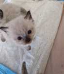 Ragdoll kotek rodowodowy