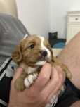 Cavalier king charles spaniel