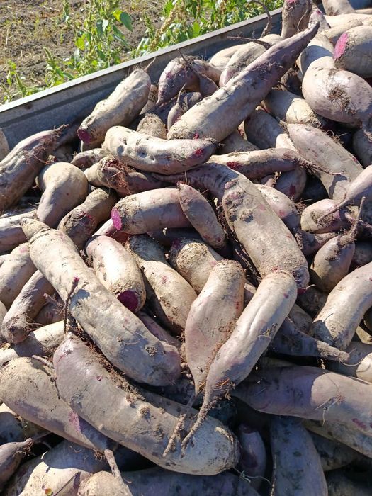 Буряк столовий червоний