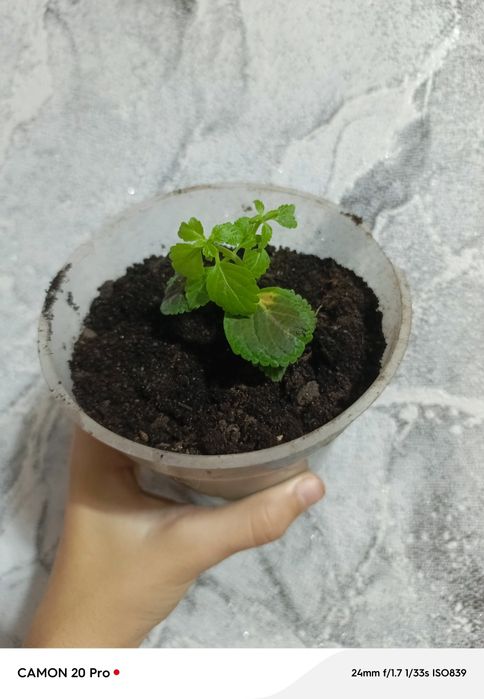 Продам колеуси за 60 грн повна предоплата