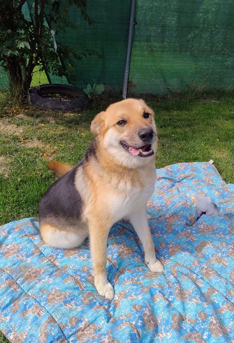 Adoptuj Oskarka przed zimą