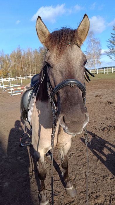 Konik Polski  Klacze Do szkółki