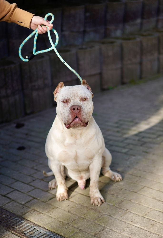 Reproduktor American Bully XL