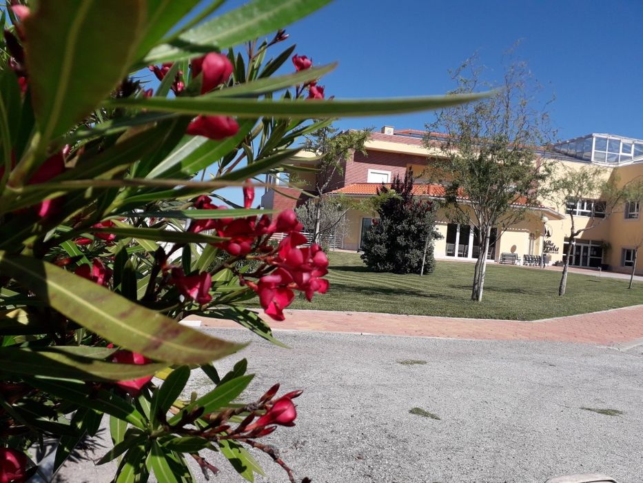 Jardineiro.  Manutenção e construção de jardins