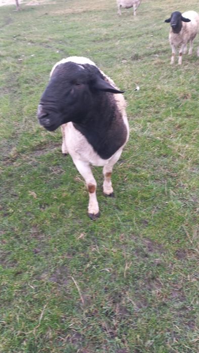 Баран Дорпер чистокровний