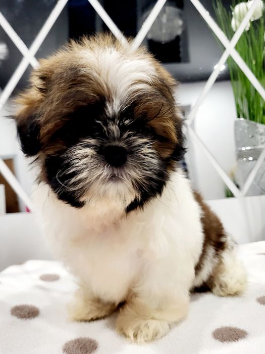 Sunia shih tzu gotowa na nowy domek