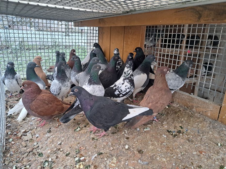 Gołębie lotne deresze czaposze wyszfance