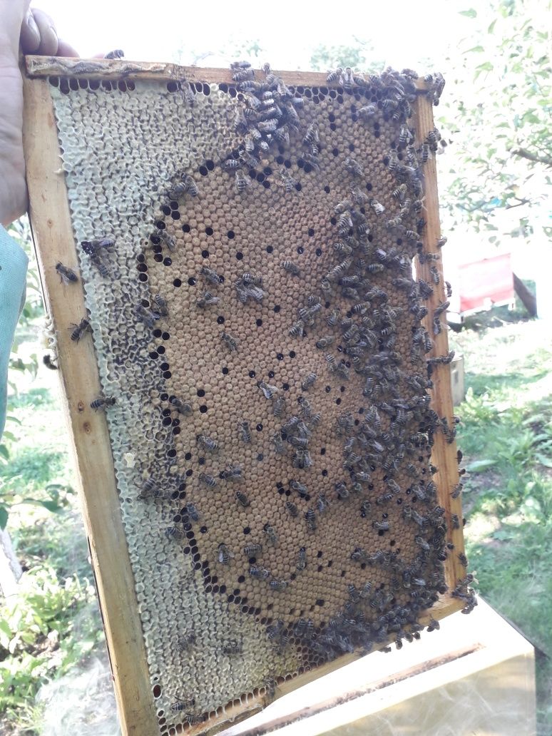 Продам Бджолопакети, бджолосім'ї