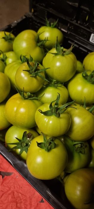 Pomidory zielone 10 kg