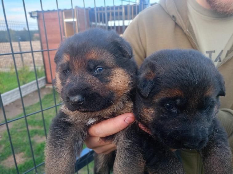 Szczeniaki Owczarek Niemiecki krotkowlosy FCI