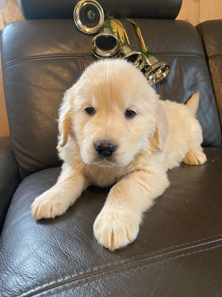 Golden Retriever szczeniak