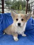 Welsh Corgi Pembroke samiec