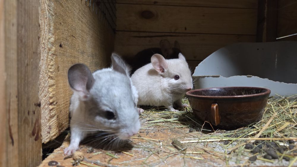 Szynszyle rozne kolory