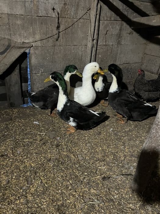 Kaczory Dworki i Kaczor Pekin młode