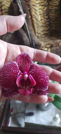 Орхидея в добрі руки
