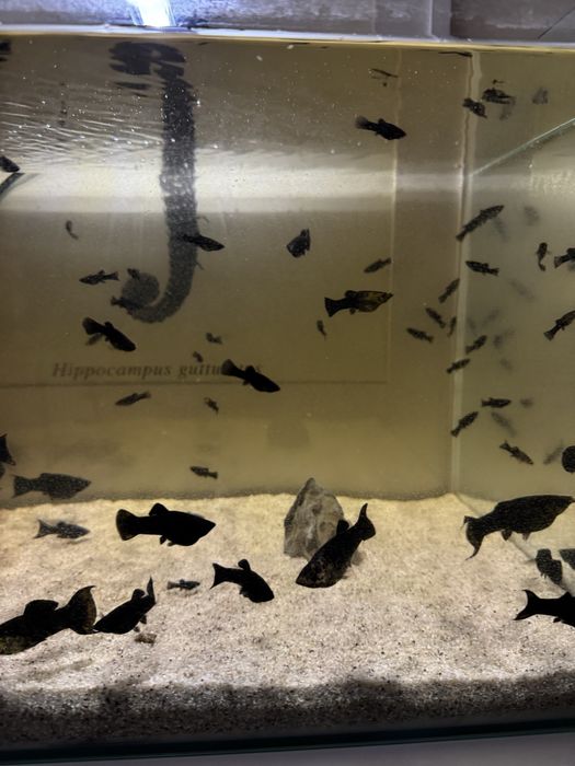 Molinesia Lira Molly