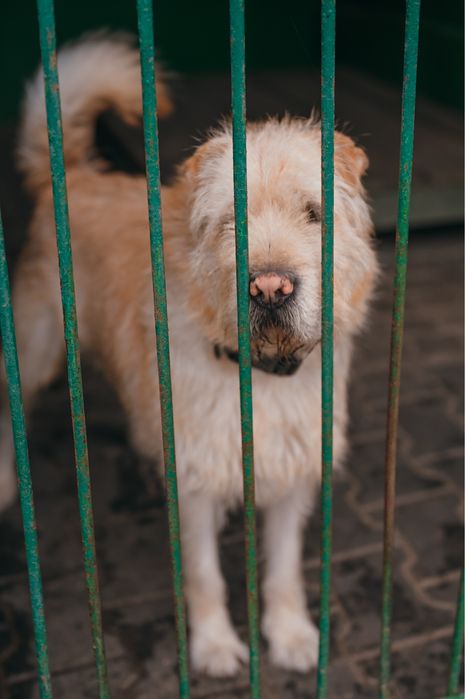 Poszukujemy domów tymczasowych!