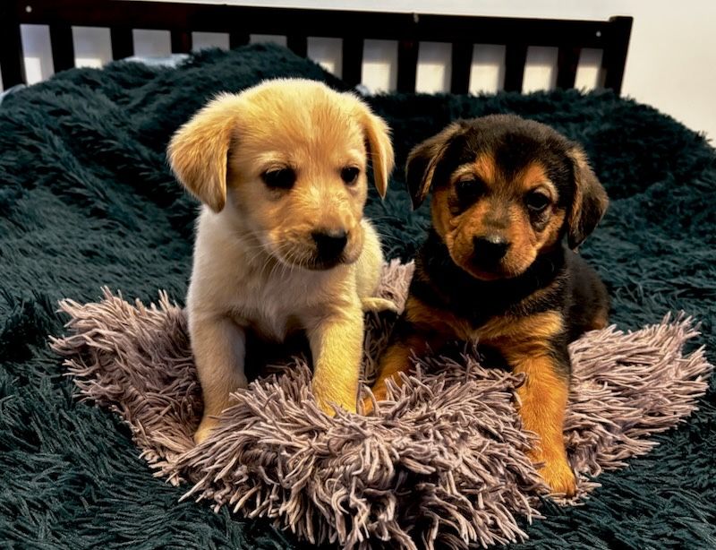 Oddam pieski w dobre ręce