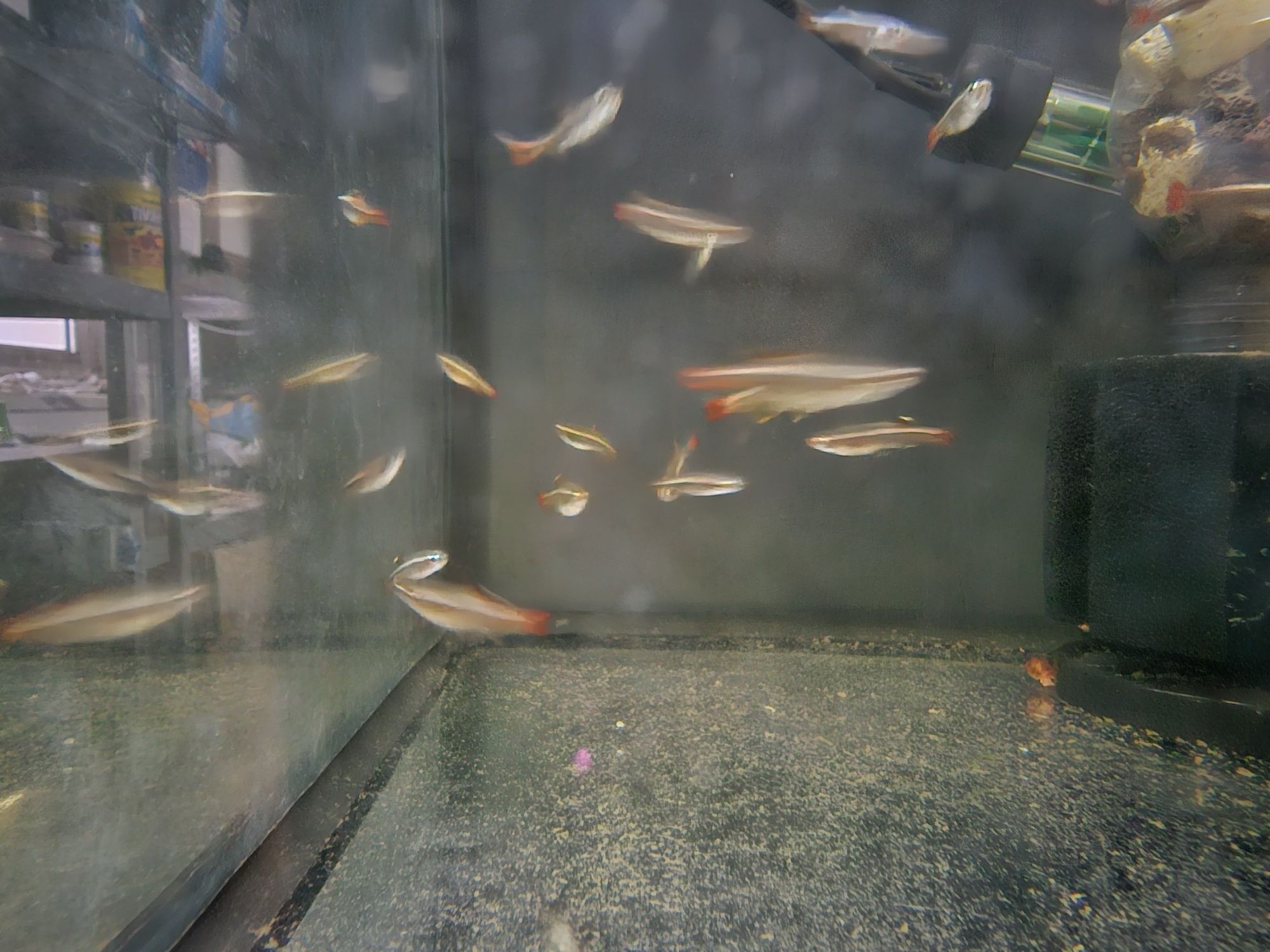 Vendo várias espécies de peixes.