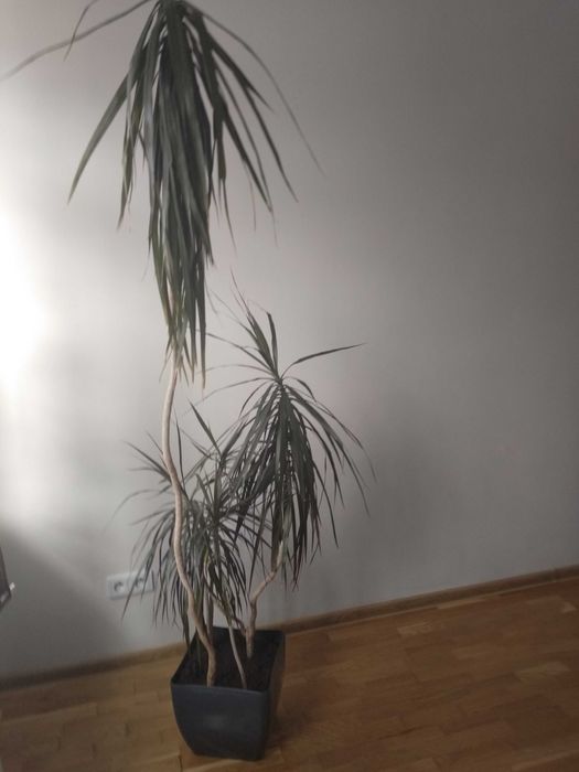 Dracena kwiat doniczkowy 5 sztuk