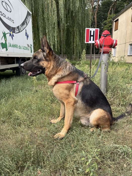 Do adopcji młody samiec owczarka niemieckiego