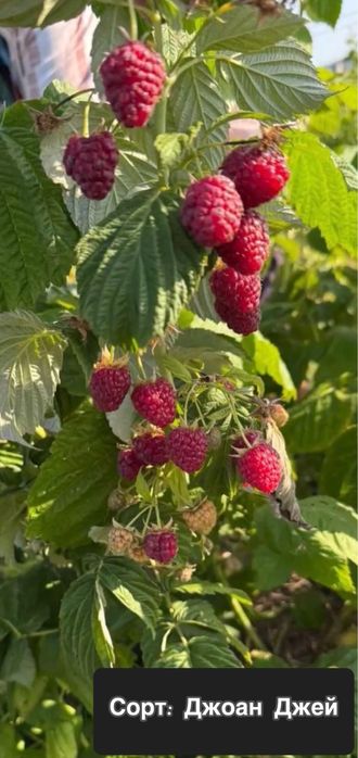 Саджанці ремонтантних та не ремонтантних сортів малини