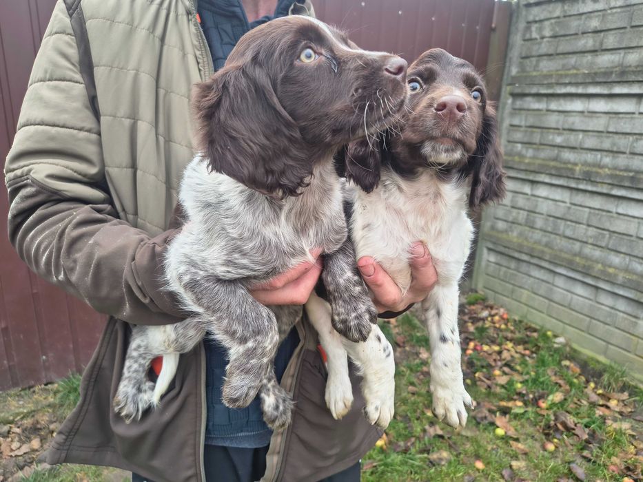 Mały munsterlander piękny szczeniak suczka