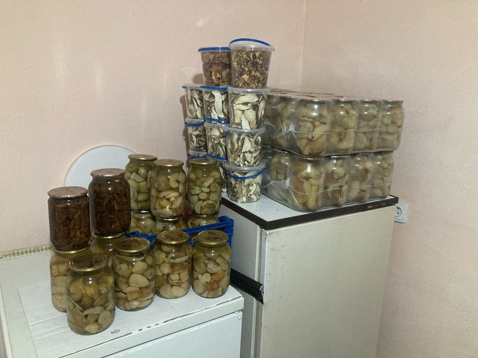 Карпацькі грибочки цьогорічні