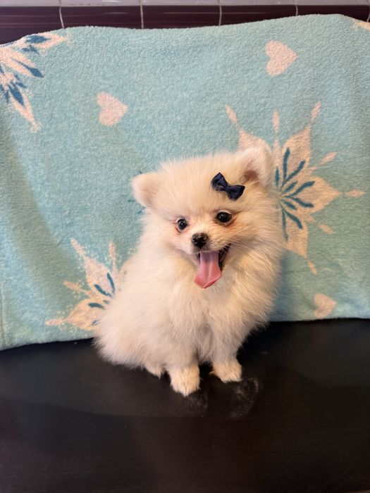 Lulu da pomêrania / Spitz Alemão fofinha !