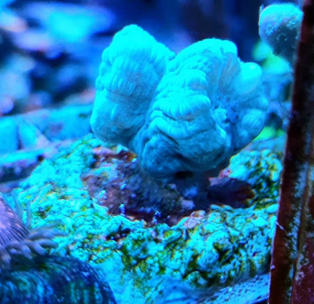 Koralowiec, Caulastrea miętowa , morskie