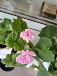 Пеларгония Лебедушка,  Millfield Rose цветущие кусты
