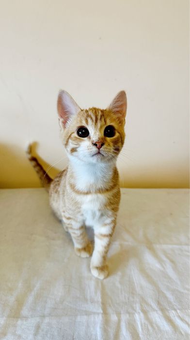 Котенок (мальчик 2.5 месяца)