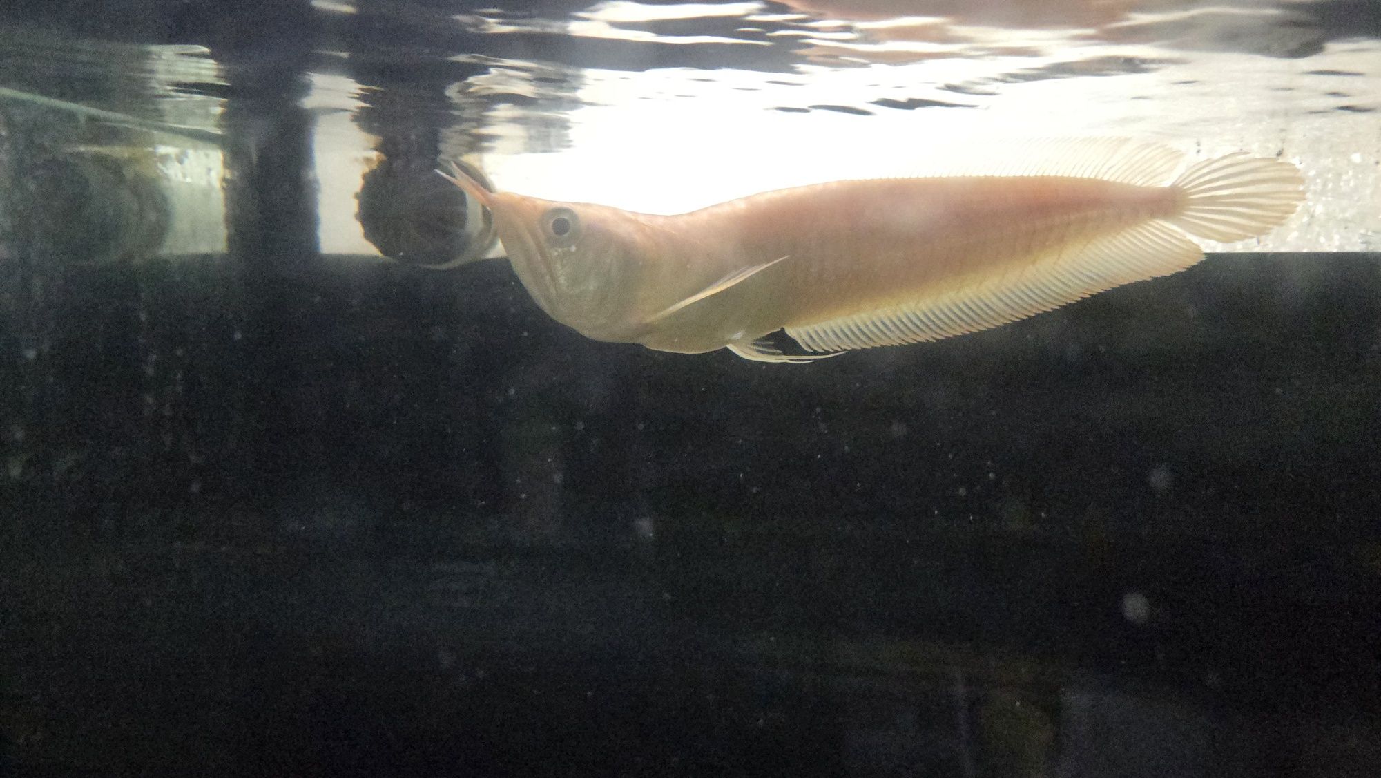 Arowana albina c/defeito